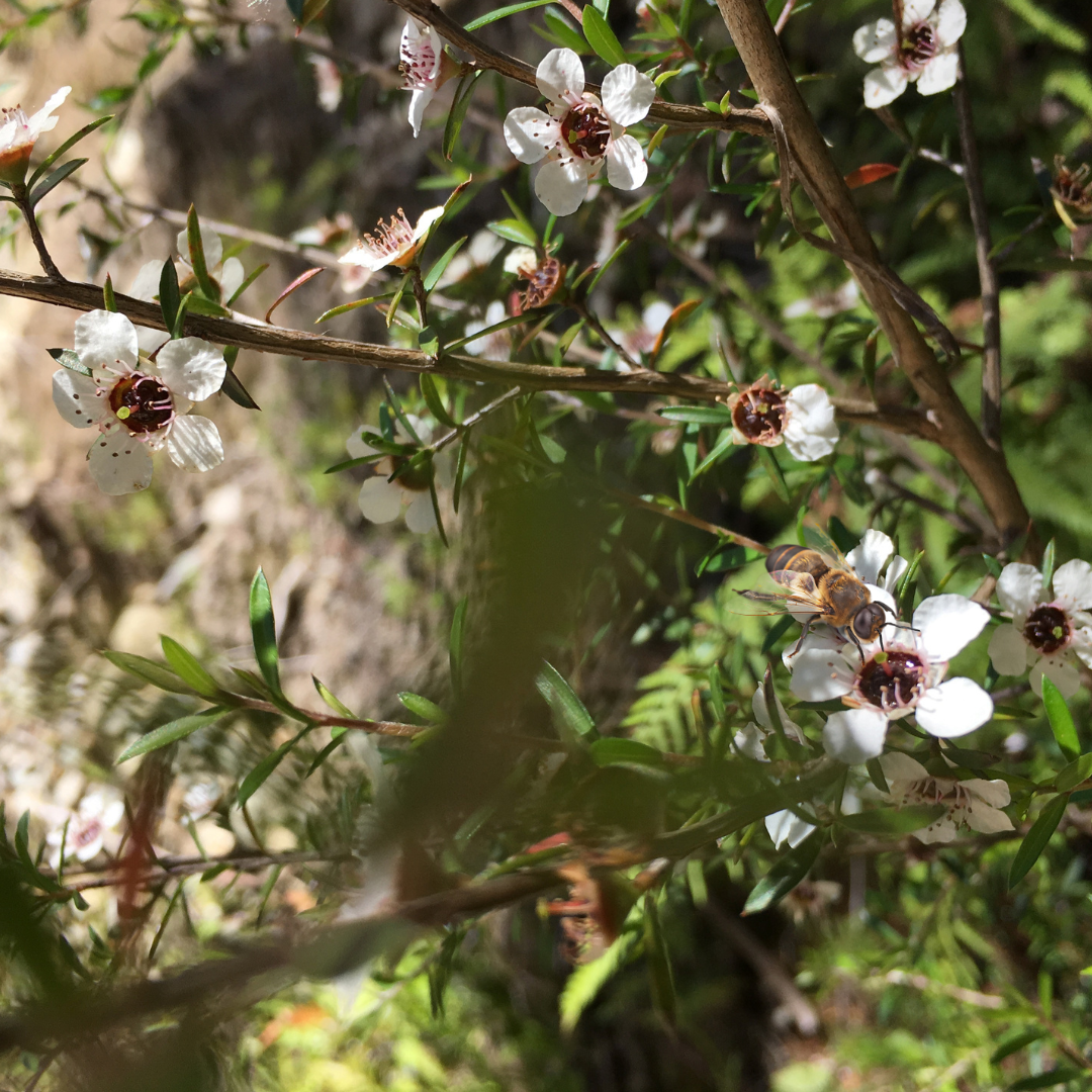 ketahui-tentang-madu-manuka-natures-gold