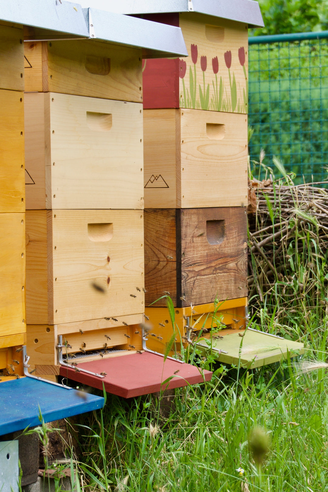 The Best Place to Position a Beehive for Happy, Healthy Bees