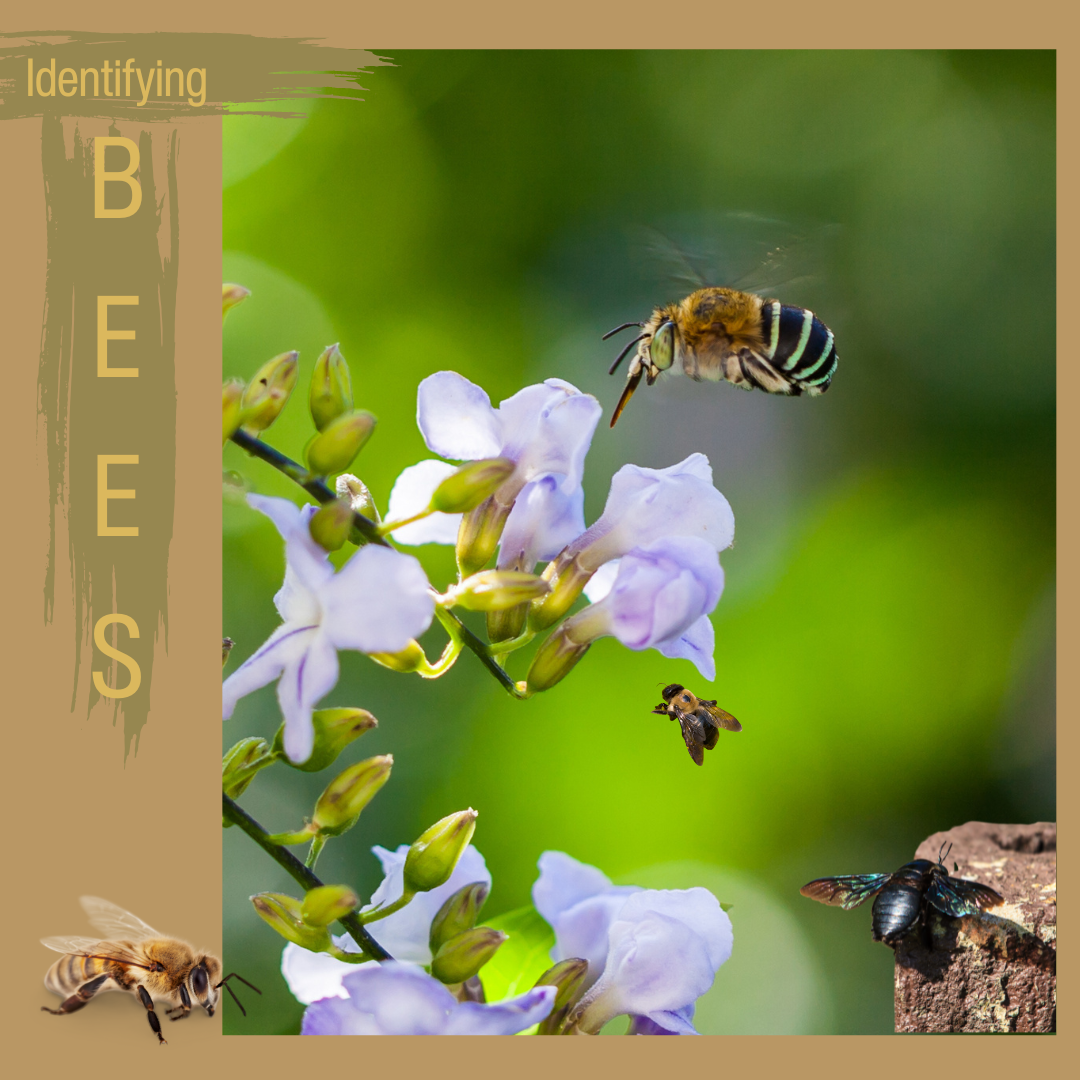 Identifying Different Bees in Your Area